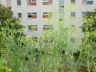 Dill.jpg