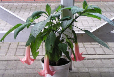 Brugmansia.jpg