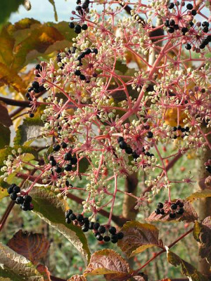 aralia-frucht0078.jpg