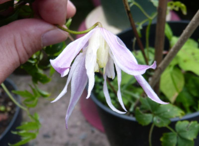 2016-08-01 Clematis macropetala 'Rosy O'Grady'.jpg