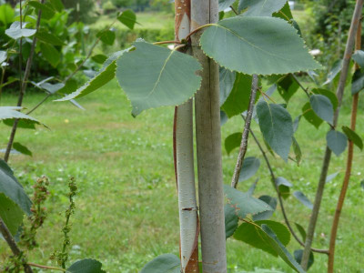2016-08-03 Betula utilis 'Grayswood Ghost'.jpg