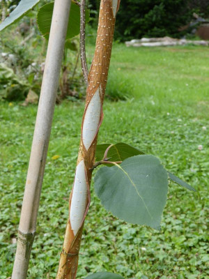 2016-08-03 Betula utilis 'Dorenboos'.jpg