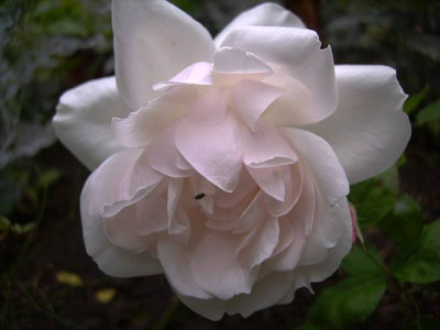 Blanche_Duranthon_06.JPG