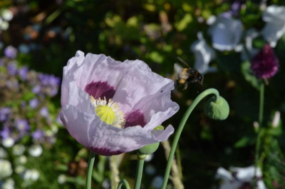 Mohn-lila.16-4.jpg