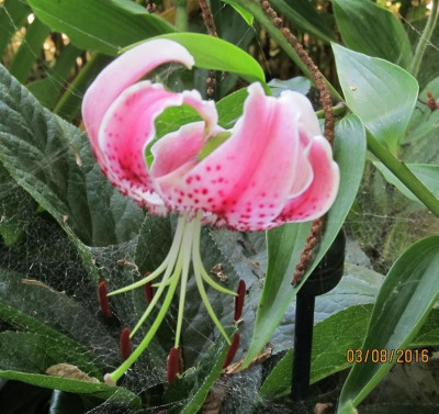 IMG_0404 Lilium speciosum Ushida.jpg