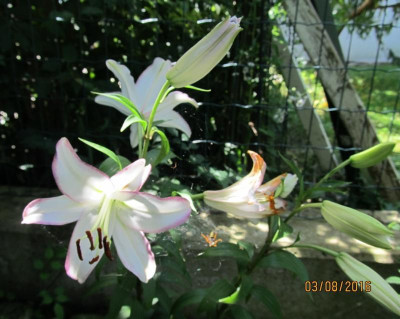 IMG_0402 Lilium Hotline.jpg