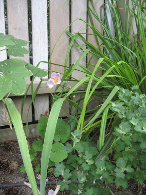 AnemoneOuvertuere.jpg
