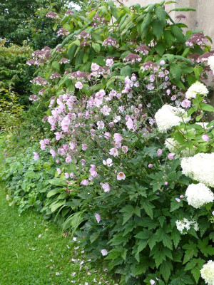 2016-08-04 Anemone 'Robustissima'.jpg
