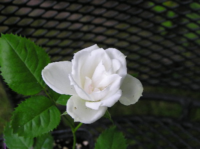 noname-Rose-4.jpg