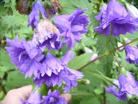 Campanula_trachelium_Bernice_07.07.06.jpg