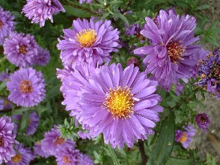 Aster_mittelhoch_violettblau.jpg