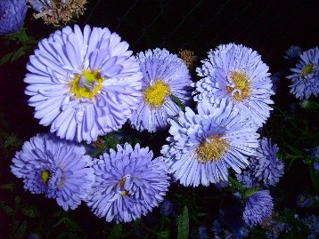 Aster_Marie_Ballard_27.09.2006_001.jpg