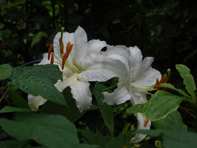 DSC06675.JPG
