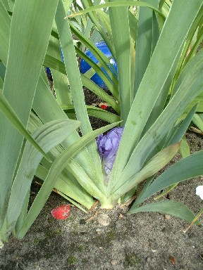 Iris_barbata_elation_Arpege_Kuriosum.jpg