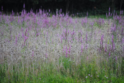august 043.jpg