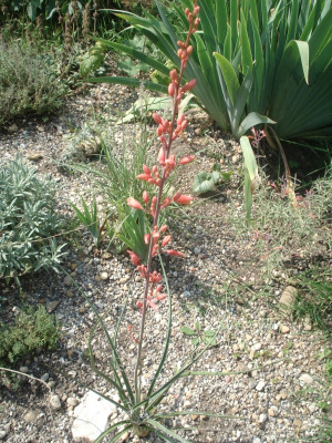 Hesp_patrvifl_050816.jpg
