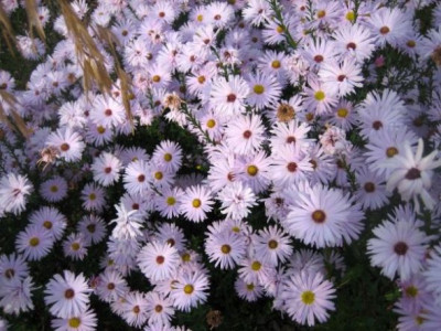 Aster_Porzellan__35212.jpg