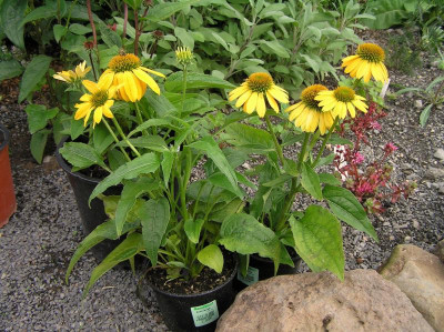 Echinacea ex Tegut 002.JPG