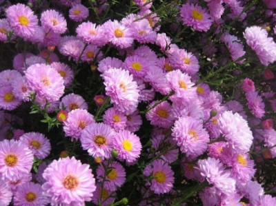 Aster_Rosenpompon_35224.jpg