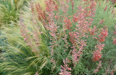 Agastache rupestris_050816a.jpg