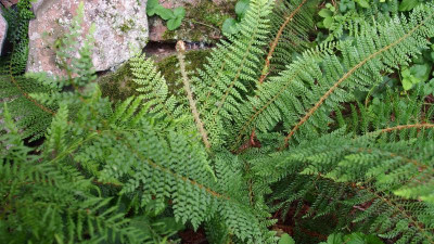 Polystichum setiferum 'Pulcherrimum Bevis' P8010572.JPG