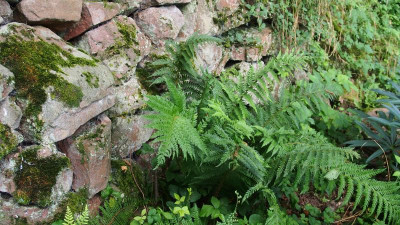 Polystichum setiferum 'Proliferum Herrenhausen' P8010573.JPG