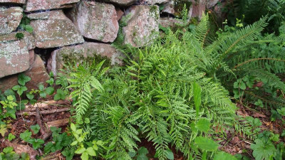 Polystichum setiferum Lineare P8010575.JPG