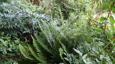 Polystichum setiferum 'Plumosum Densum' P8010571.JPG