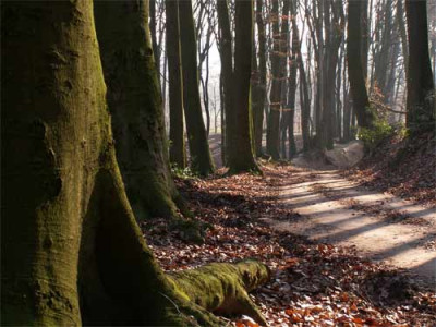 2006_baumberge-hohlweg.jpg