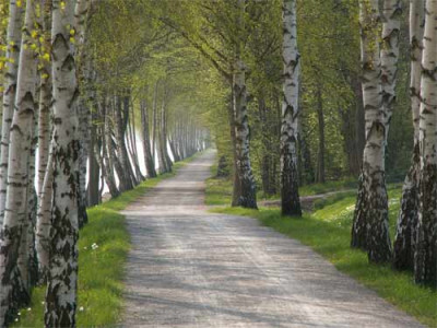 2005_hiltrup-birkenallee.jpg