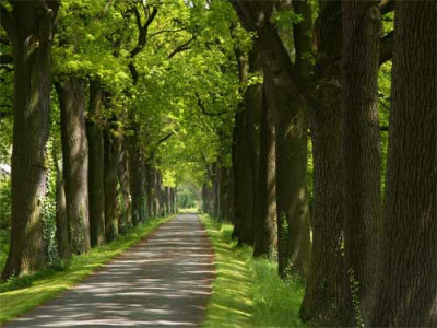 2005_Herrenburgallee.jpg