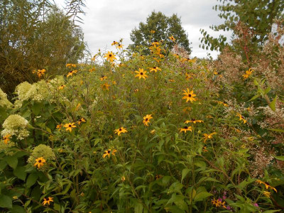 RudbeckiaTriloba.JPG