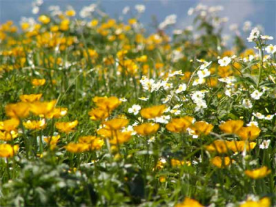 2006-kampenwand-blumen.jpg