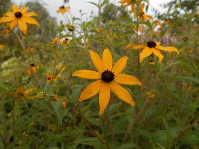 Blüte.JPG