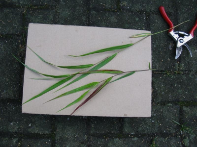 Hakonechloa Beni Kaze [1280x768].jpg