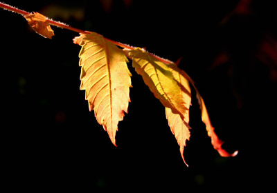 Feuriger-Herbst-2.jpg