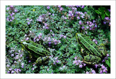 Frosch_2_02-06-2006.jpg