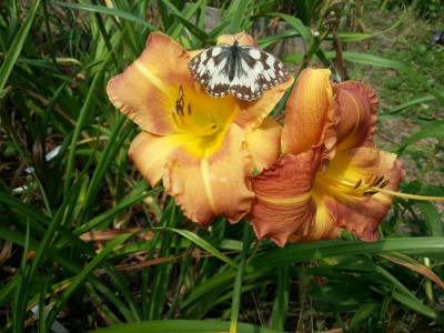20160724_123447.jpg