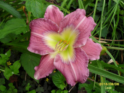 Lavender White Eyes 2016.jpg