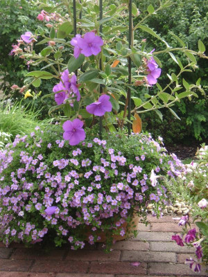 Veilchenbaum _Aug(2).JPG