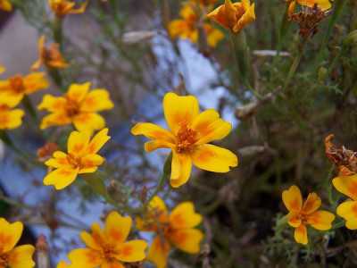 tagetes.jpg