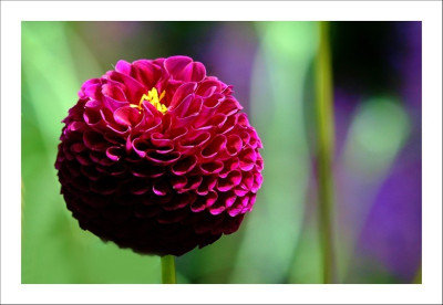 _Dahlia_2_09-07-2006.jpg