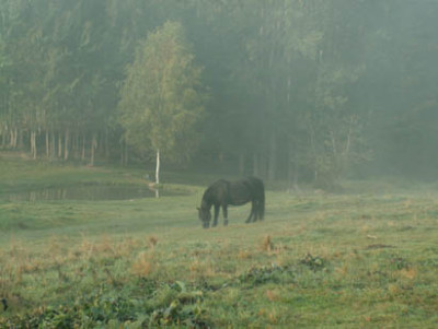 momo_im_nebel.jpg