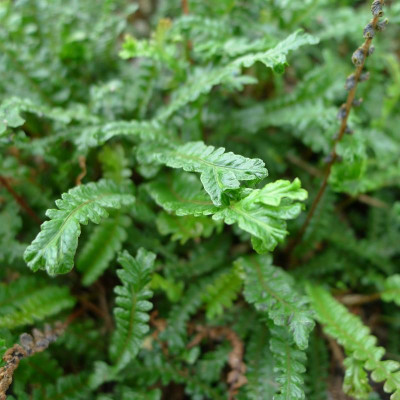 L1010814.JPG