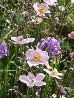 2016-08-07 Gartenimpressionen 1.jpg