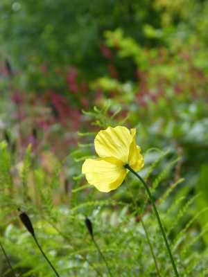2016-08-07 Gartenimpressionen 6.jpg