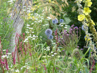 2016-08-07 Gartenimpressionen 11.jpg