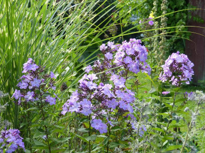 2016-08-07 Gartenimpressionen 14.jpg