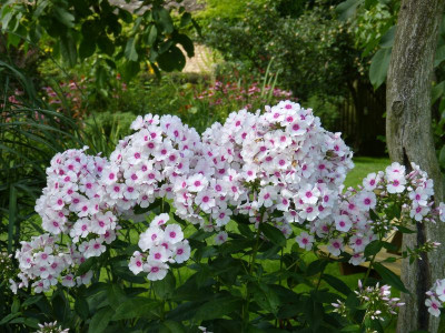 2016-08-07 Gartenimpressionen 16.jpg