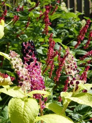 2016-08-07 Gartenimpressionen 17.jpg